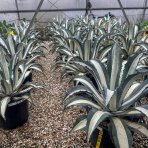 Agáva americká (Agave americana) ´MEDIOPICTA ALBA´ - výška 10-15 cm, Ø 20-30 cm, kont. C6L (-10°C)